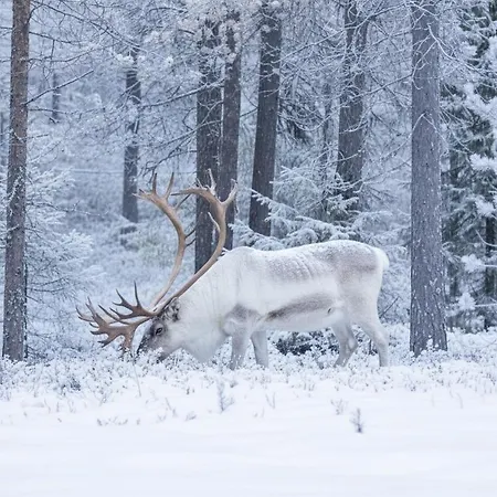 Koto Ski-in Ski-out Hosted By Hygge Host Pyhätunturi