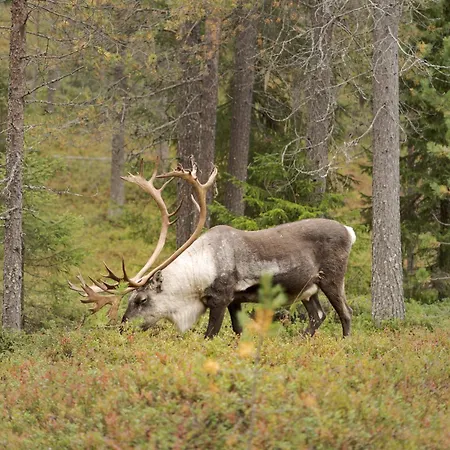 Koto Ski-in Ski-out Hosted By Hygge Host