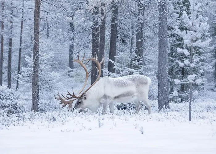 Koto Ski-in Ski-out Hosted By Hygge Host 파이하튠튜리