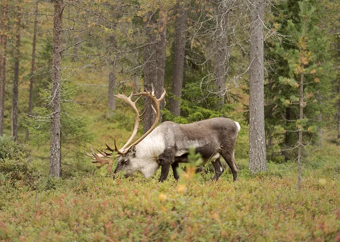 Koto Ski-in Ski-out Hosted By Hygge Host